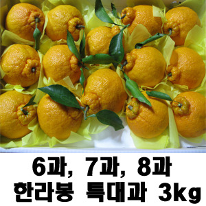 [무료배송]한라봉 특대과 3kg/6과~8과 /싱싱한 잎과 가지가 달려 있는 한라봉/선물포장