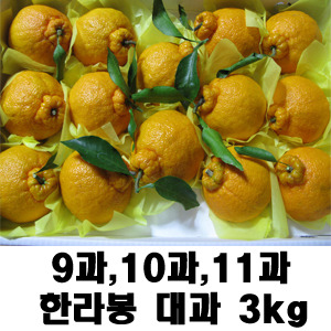 [무료배송]선물포장 달콤한 한라봉 대과 3kg/9과~12과
