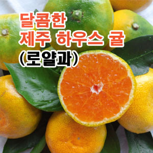 제주귤 감귤 달콤한 하우스귤 로얄과  선물용 S,M 사이즈 3kg, 5kg